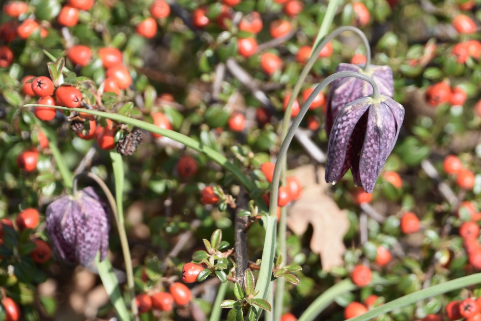 Kievietsbloemen - Planten - 