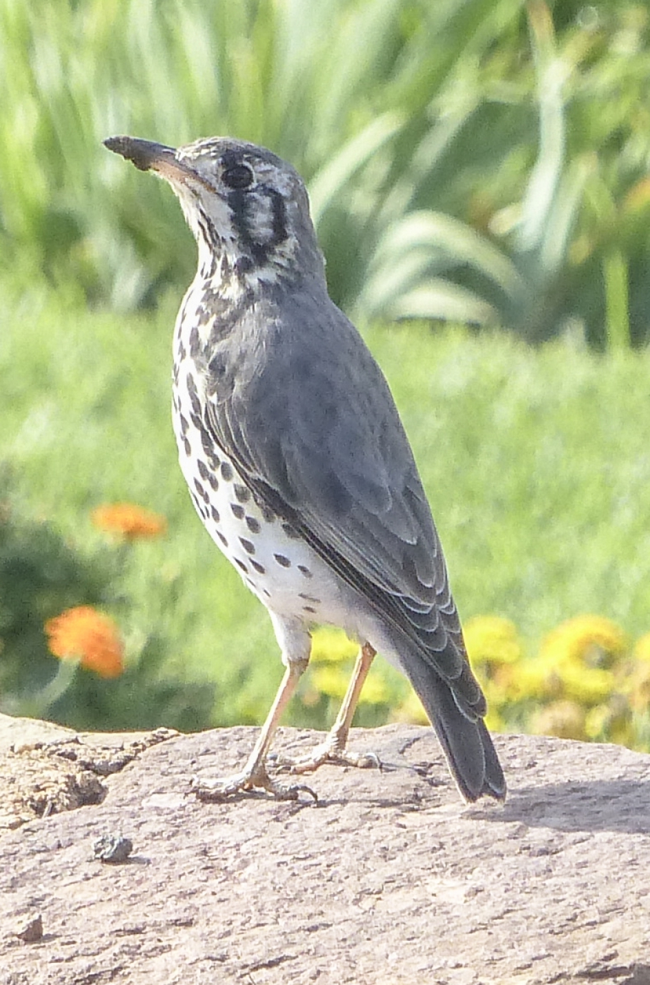 kijk mij - Vogels - acacia lijster