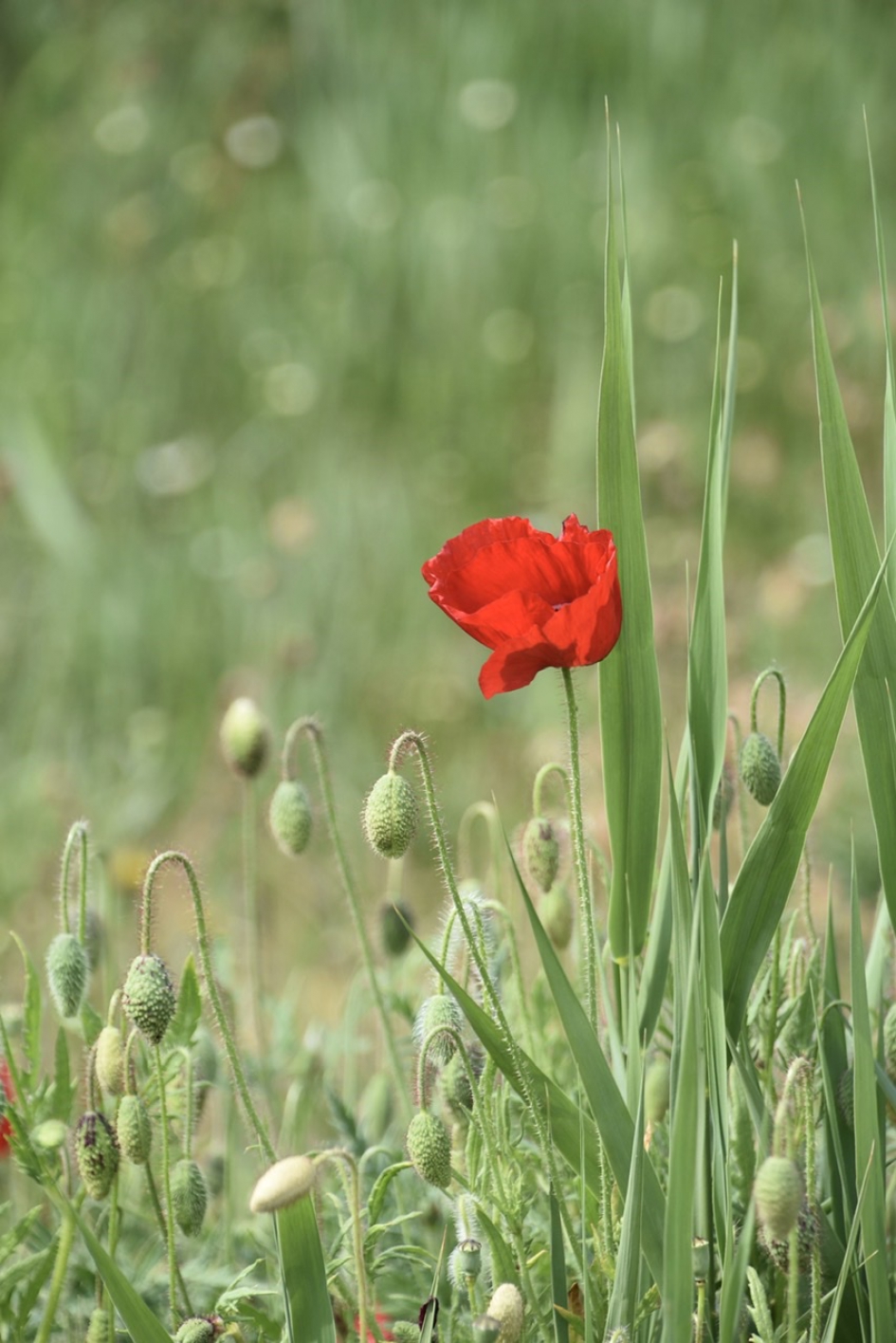 Klaprozen - Planten - 