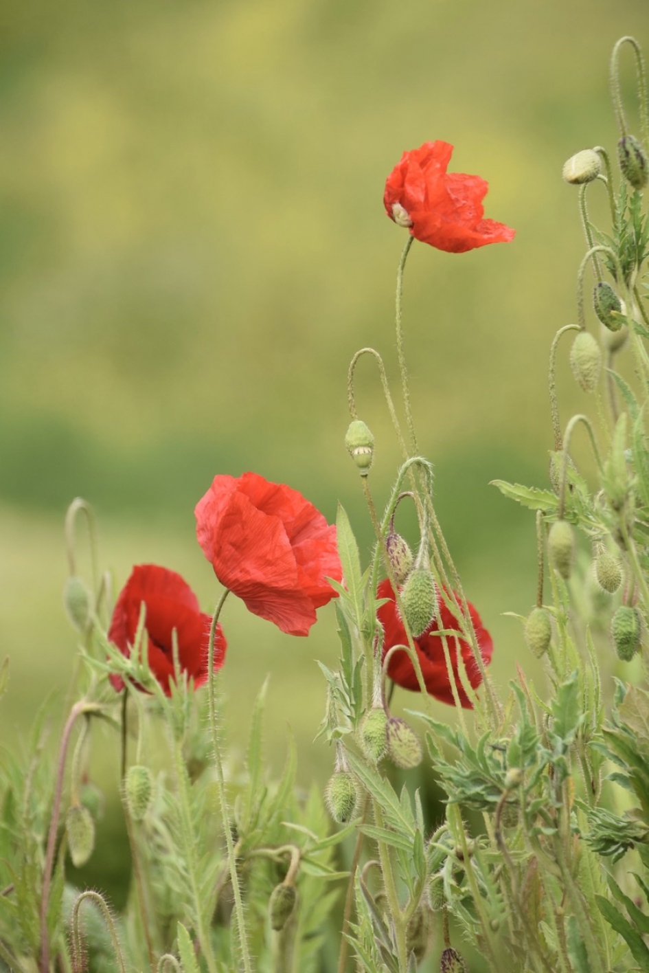 Klaprozen - Planten - 