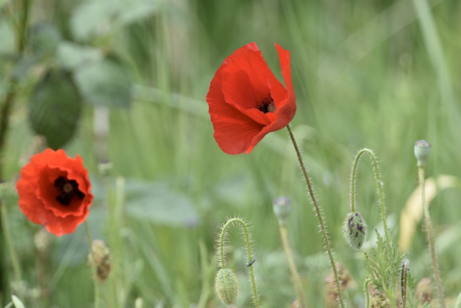 Klaprozen - Planten - 