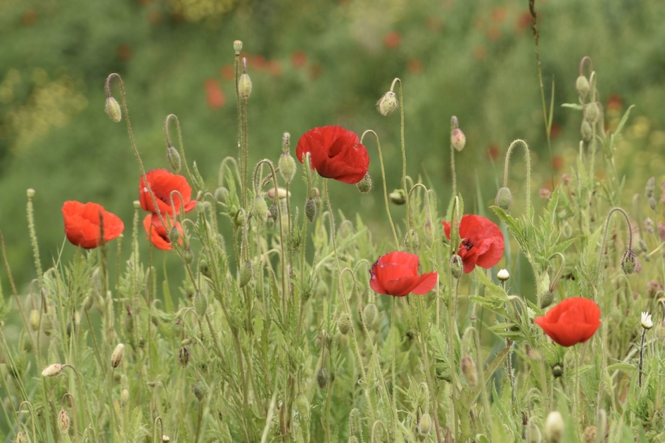 Klaprozen - Planten - 