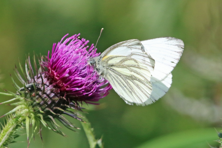 Klein geaderd witje - Geleedpotigen - 
