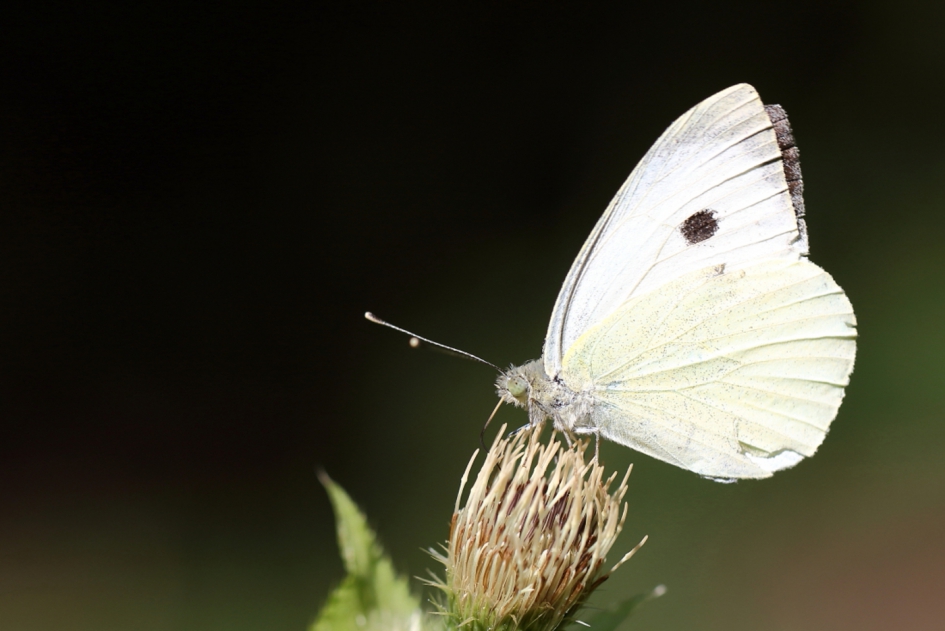 klein koolwitje - Geleedpotigen - klein koolwitje