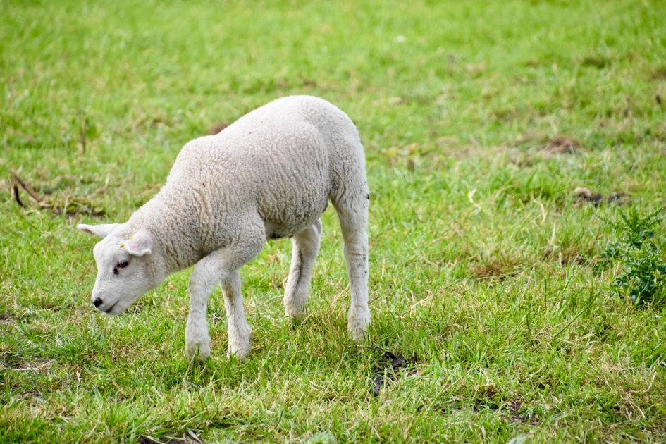 Klein nog.. - Zoogdieren - 