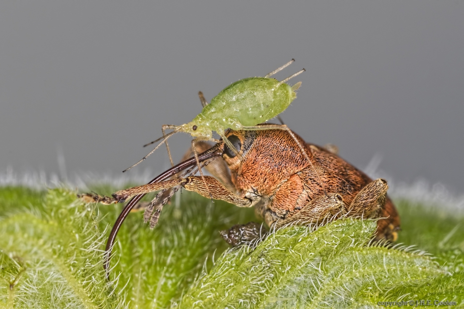 Kleine eikelboorder (Curculio glandium) - Geleedpotigen - Kleine eikelboorder / bladluis