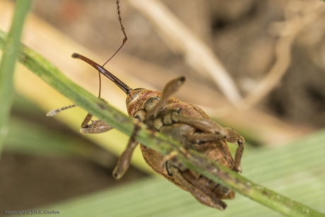 Kleine eikenboorder (Curculio glandium)