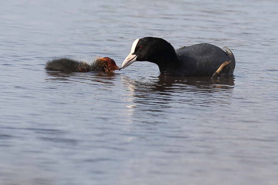 kleine hapjes - Vogels - meerkoet