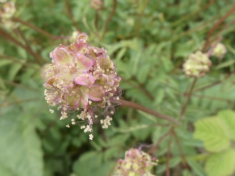 Kleine pimpernel(1) - Planten - 