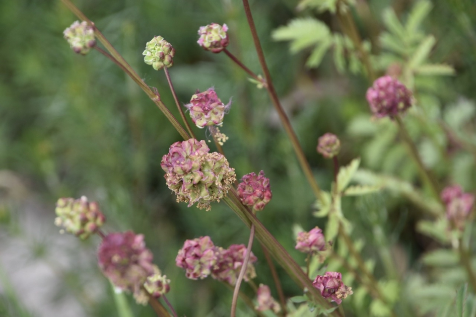 Kleine pimpernel(2) - Planten - 