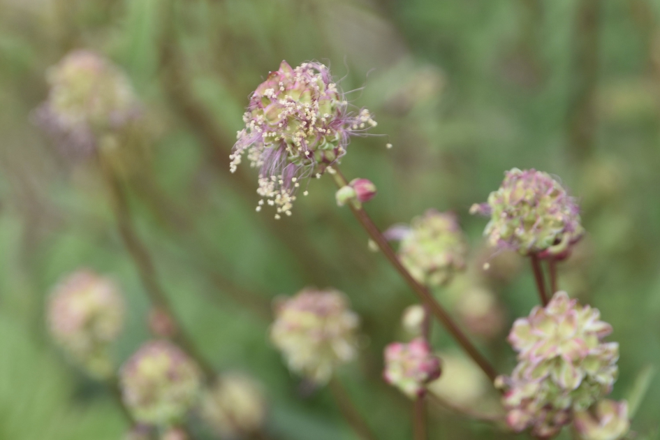 Kleine pimpernel(3) - Planten - 