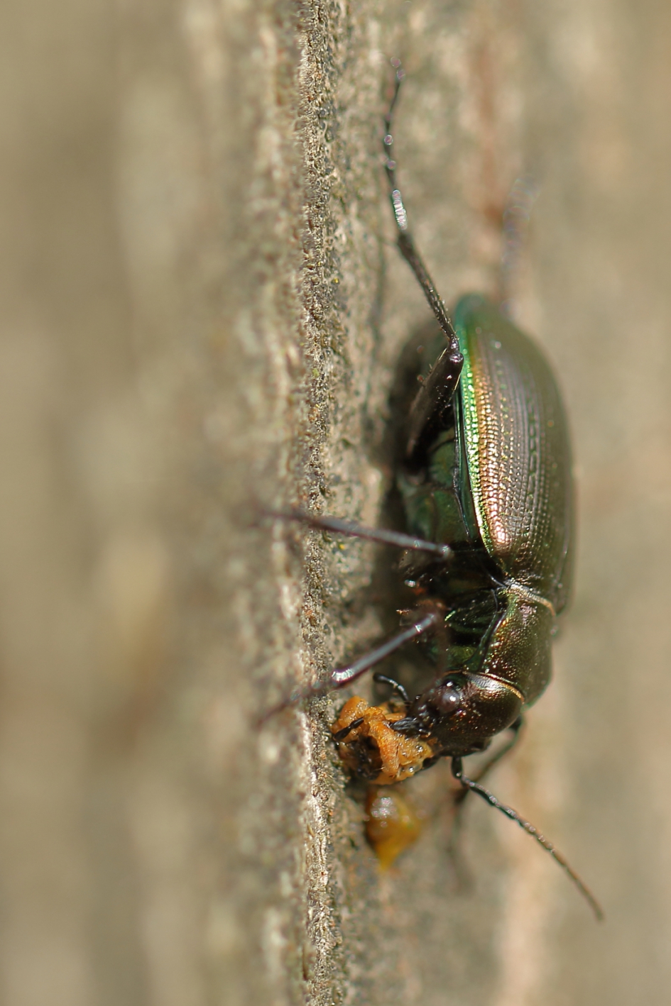 kleine poppenrover - Geleedpotigen - kleine poppenrover