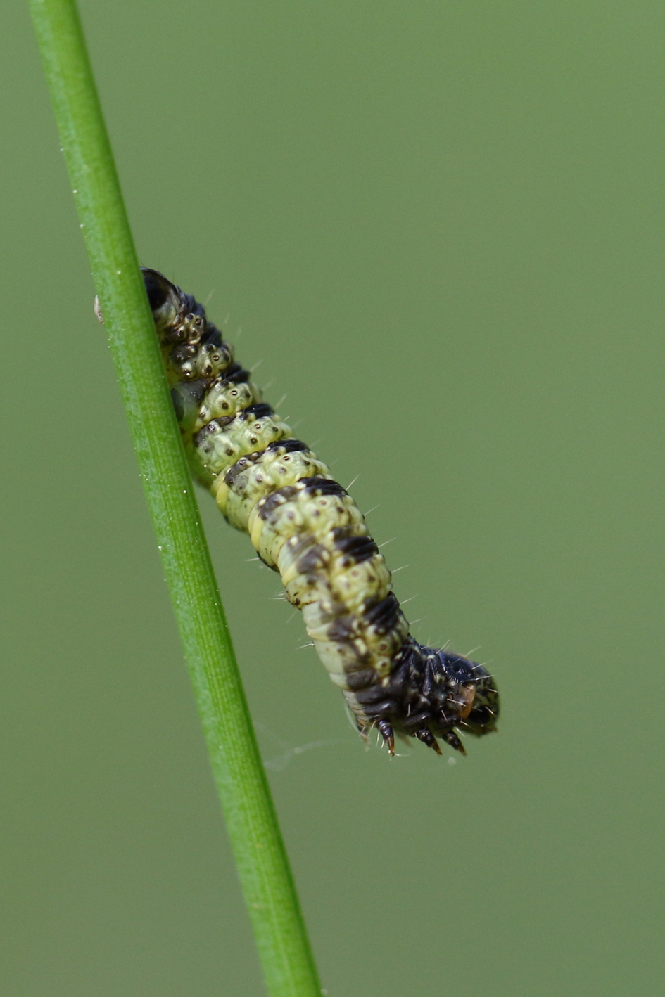 kleine voorjaarsspanner - Geleedpotigen - kleine voorjaarsspanner