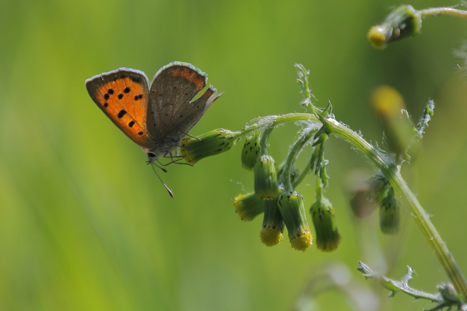 kleine vuurvlinder - Geleedpotigen - kleine vuurvlinder