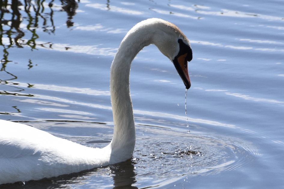 Knobbelzwaan - Vogels - 
