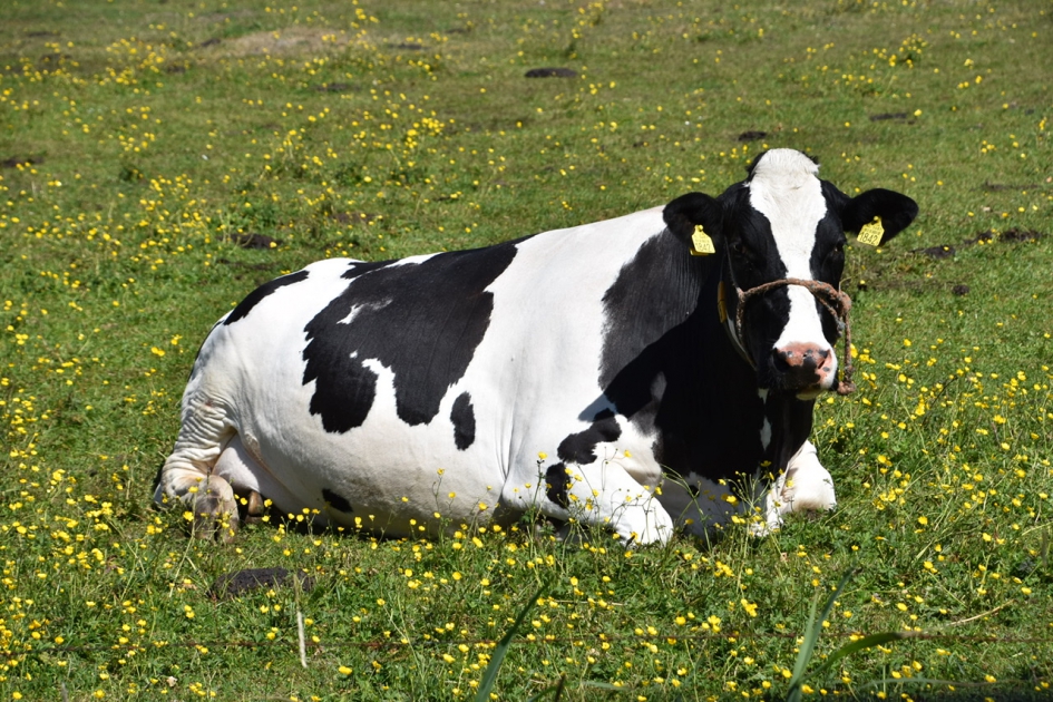Koe tussen de boterbloemen - Zoogdieren - 