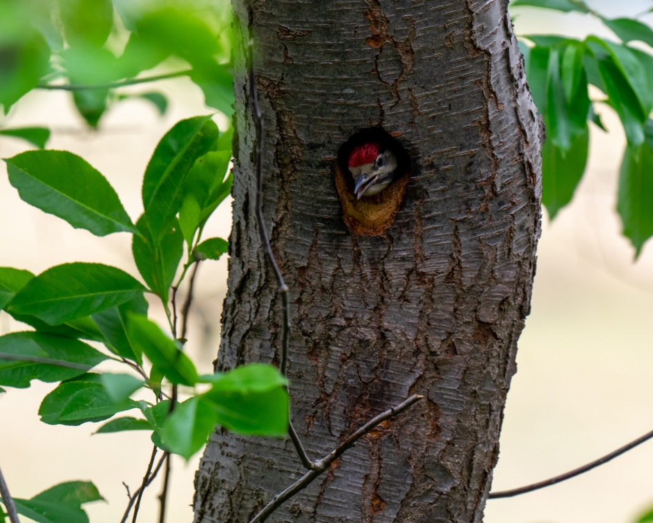 Koekoek. - Vogels - Grote bonte specht