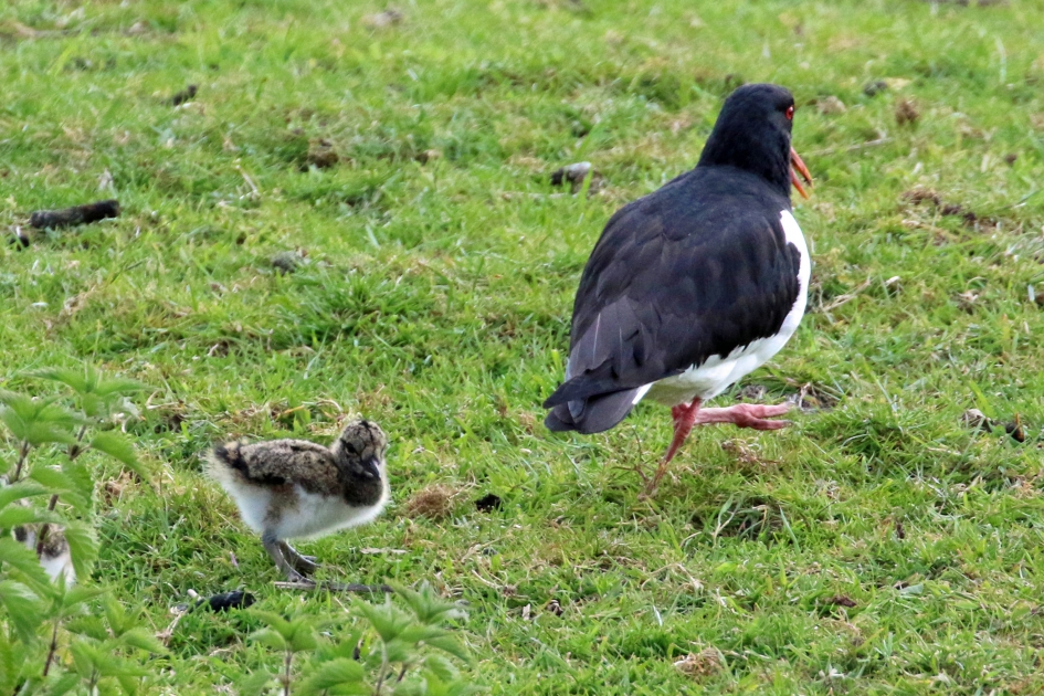 Kom op, wel een beetje doorstappen! - Vogels - 