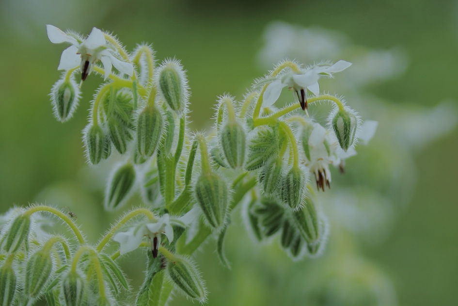 komkommerkruid - Planten - komkommerkruid