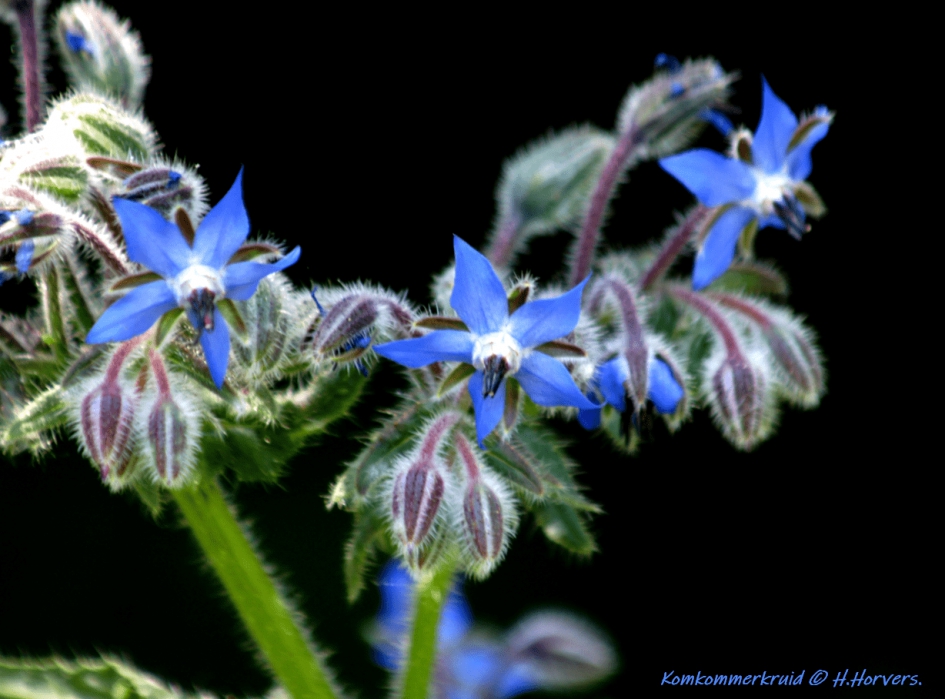 Komkommerkruid - Planten - Komkommerkruid