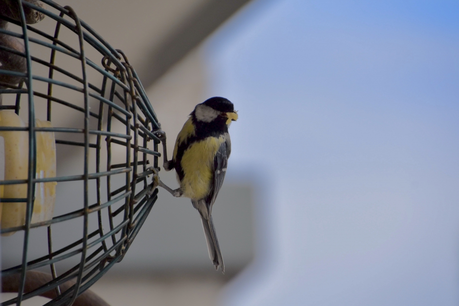 Koolmees - Vogels - 