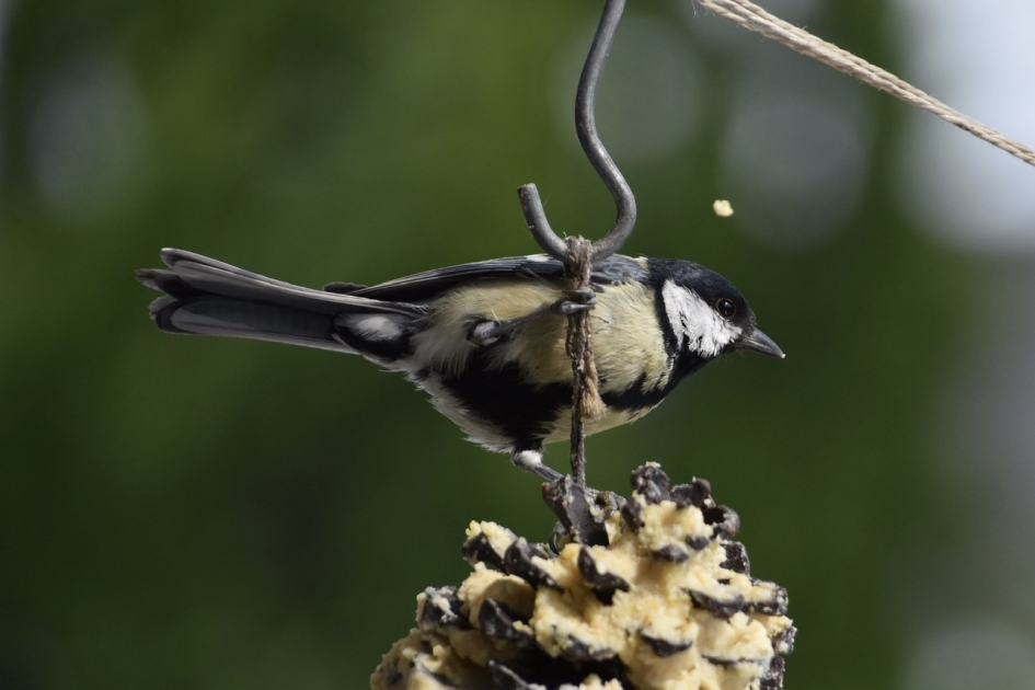 Koolmees - Vogels - 