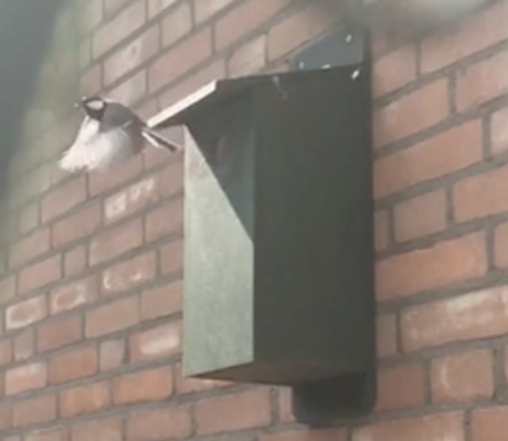Koolmees vliegt uit