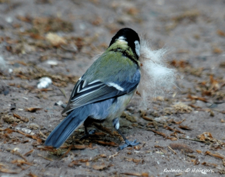 Koolmeesje ... druk in de weer