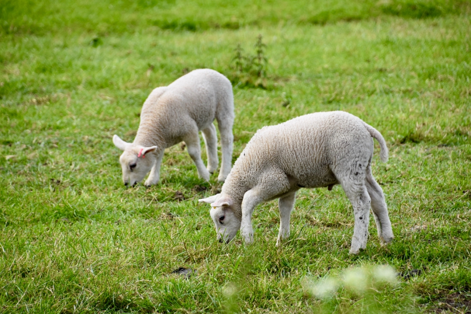 Lammetjes - Zoogdieren - 