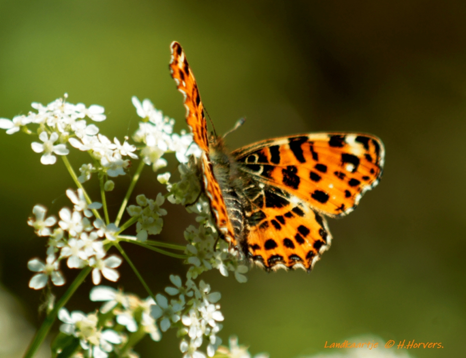Landkaartje - Geleedpotigen - Landkaartje