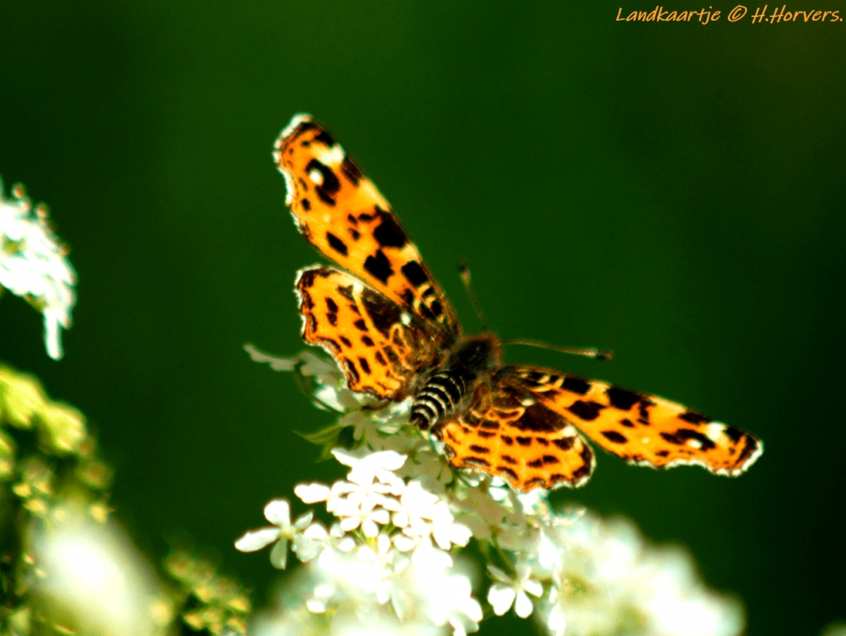 Landkaartje. - Geleedpotigen - Landkaartje.