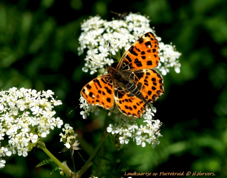 Landkaartje op Fluitekruid.
