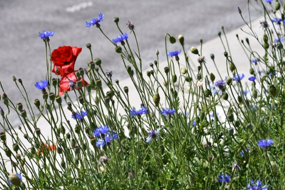 Langs het fietspad - Planten - 