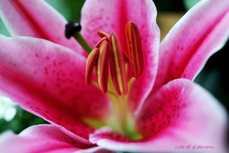 Lelie. - Planten - Lelie.