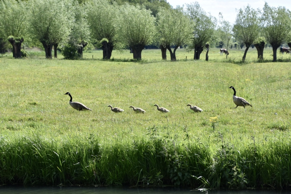 Leuk treintje - Vogels - 