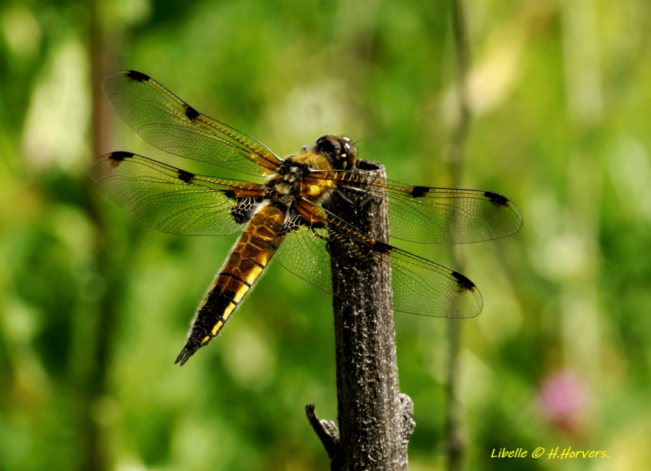 Libelle - Geleedpotigen - Libelle