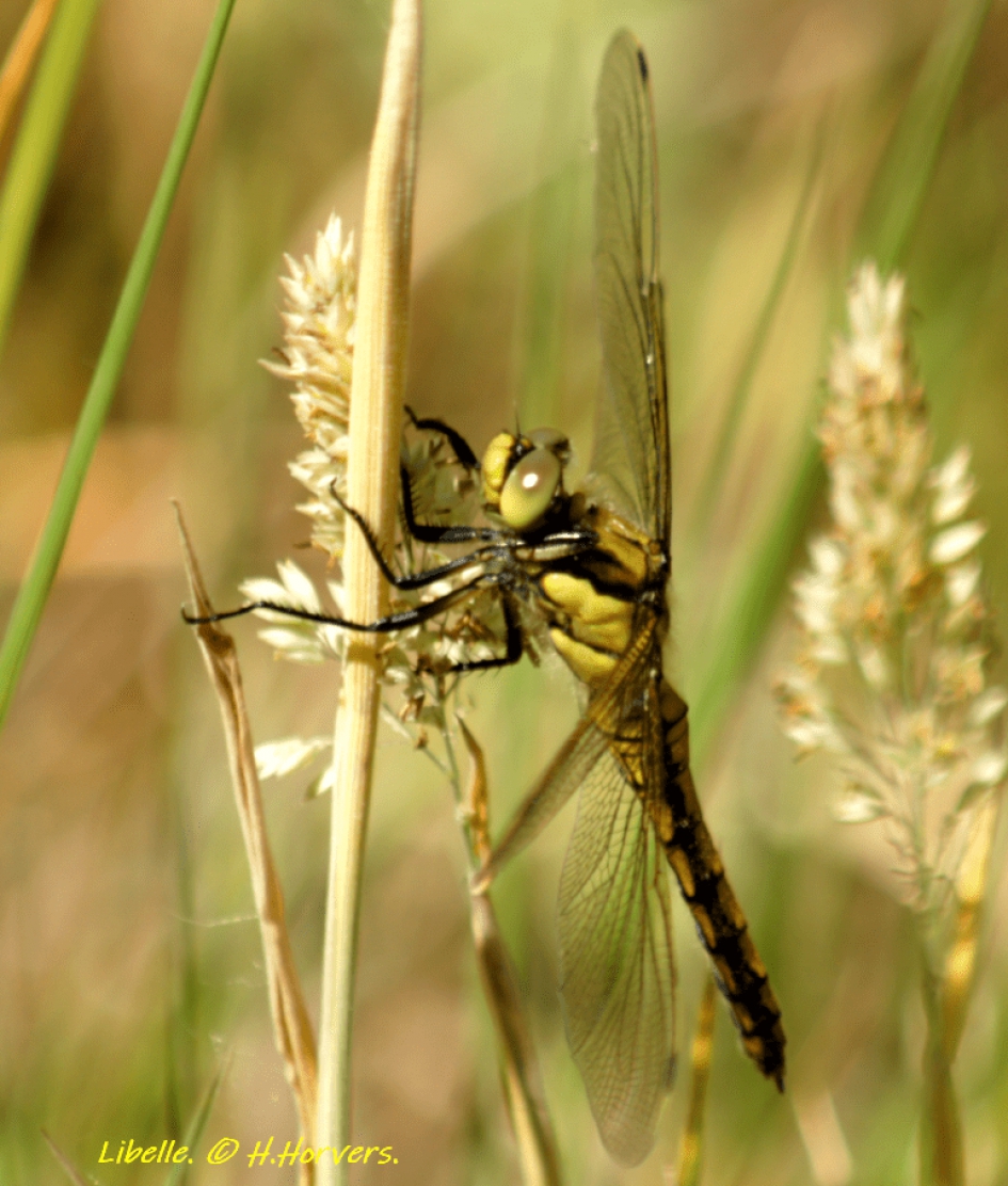 Libelle - Geleedpotigen - Libelle