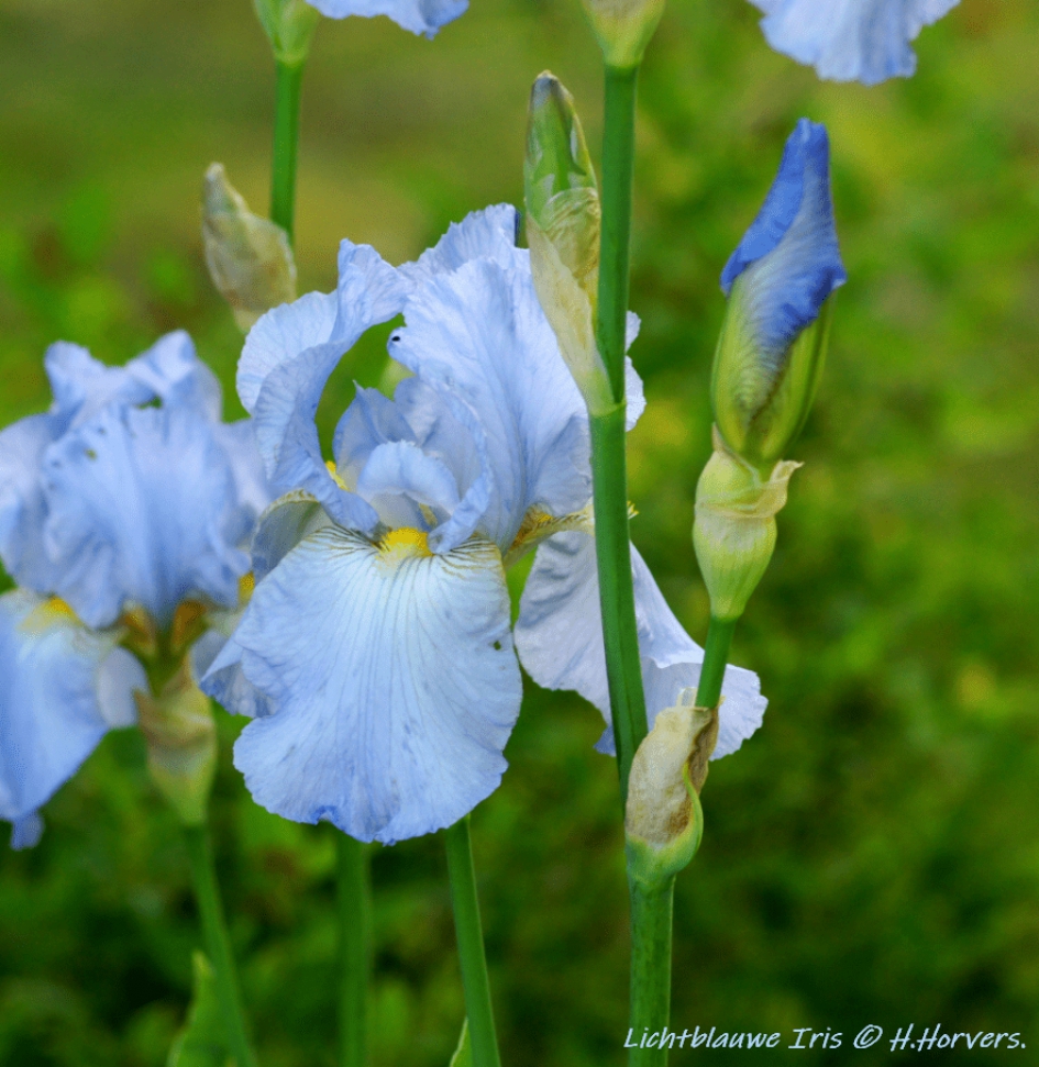 Lichtblauwe Iris. - Planten - Lichtblauwe Iris.