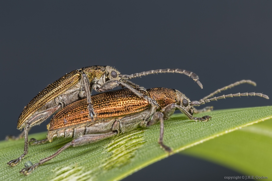 Liesgrasrietkever (Donacia semicuprea) - Geleedpotigen - Liesgrasrietkever