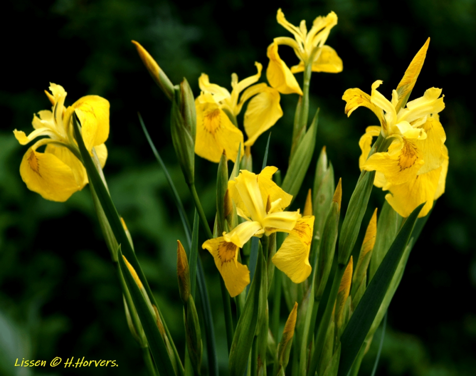 Lissen - Planten - Lissen