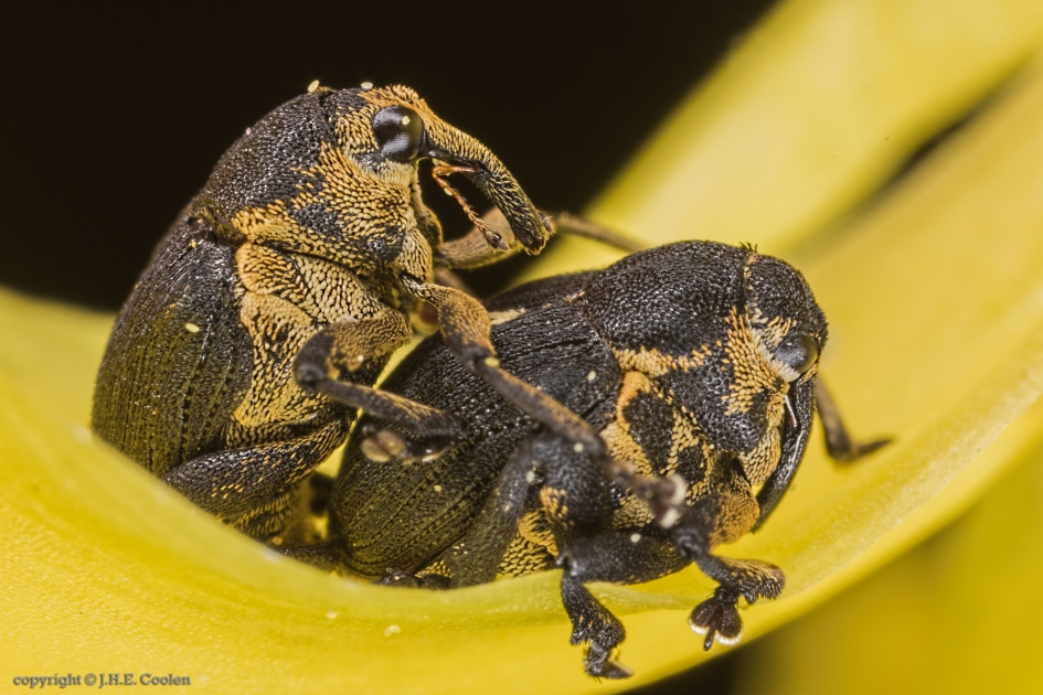 Lissenboorder (Mononychus punctumalbum) - Geleedpotigen - Lissenboorder