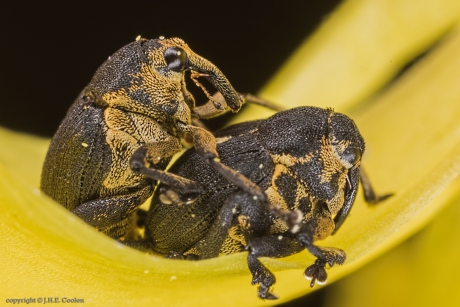 Lissenboorder (Mononychus punctumalbum)