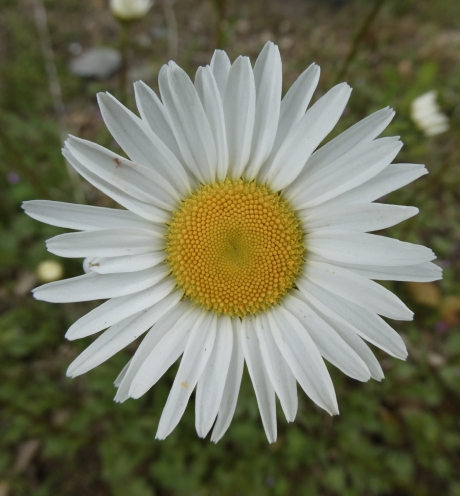 Margriet