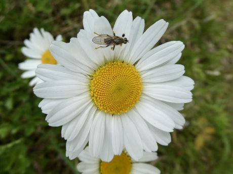 Margriet met beestje