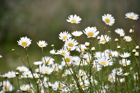 Margrieten