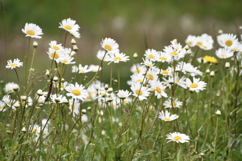 Margrieten - Planten - 