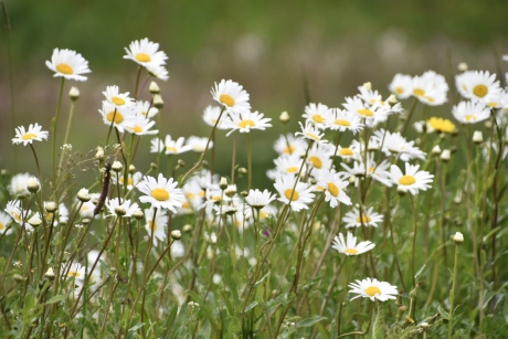 Margrieten