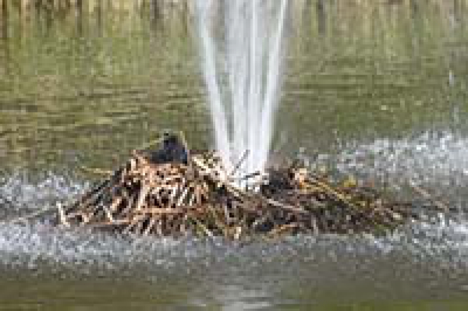 meerkoet - Vogels - meerkoet