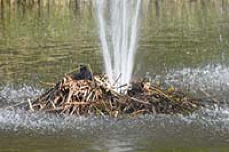 meerkoet