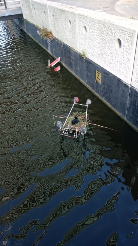 Meerkoet broedend in winkelwagen